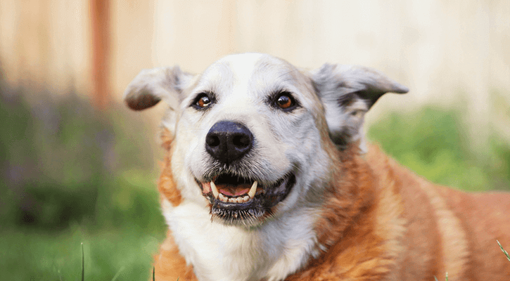 elderly dog smiling